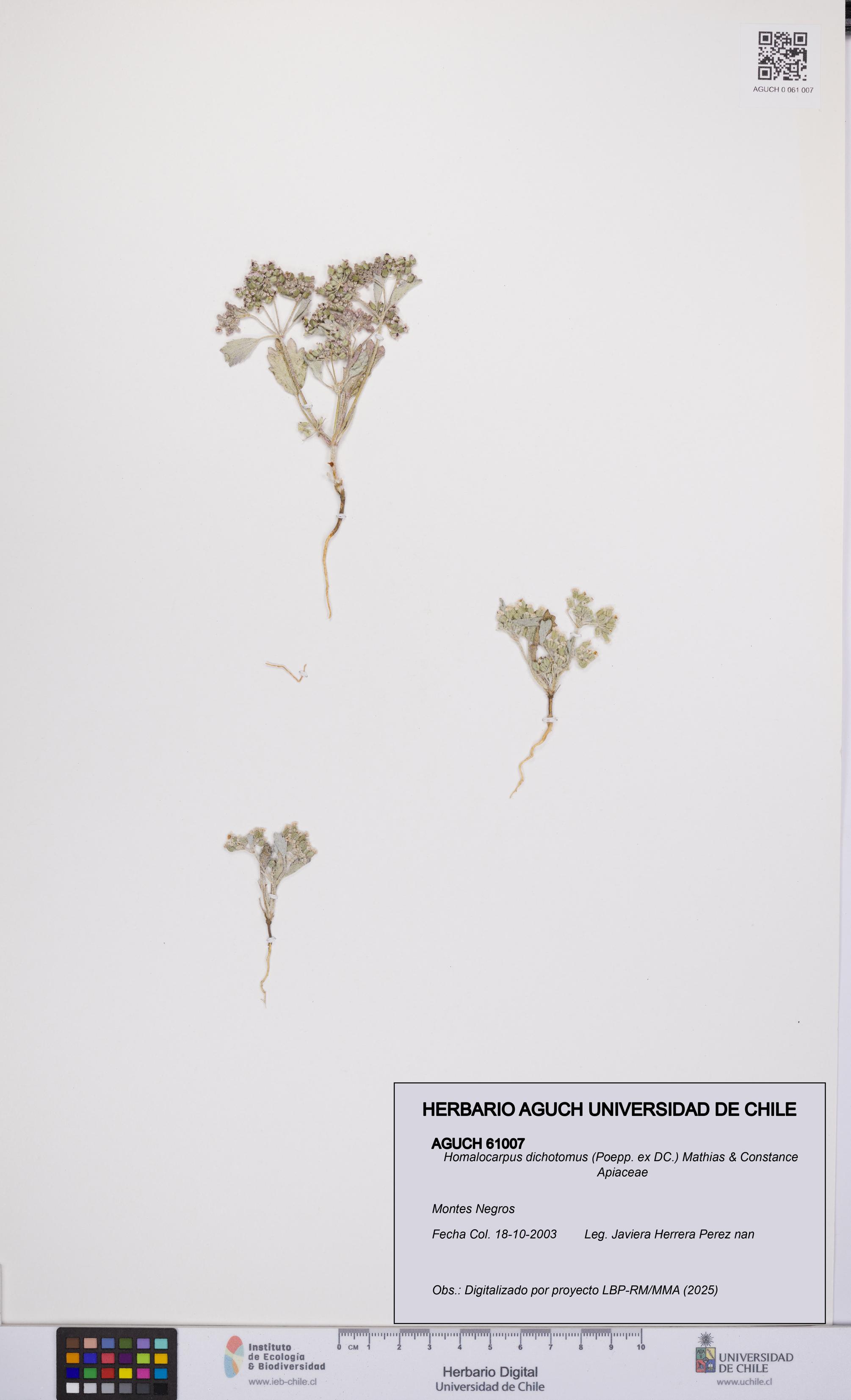 Homalocarpus dichotomus [Espécimen: UCH:AGUCH:0061007]