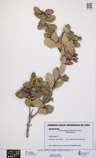 Lithrea caustica [Espécimen: UCH:AGUCH:0061008]