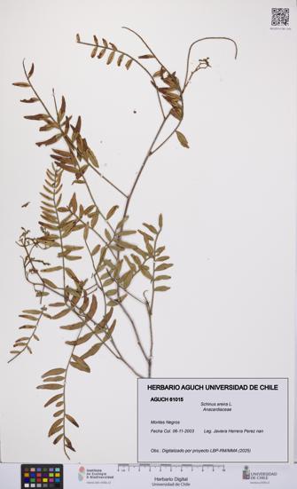 Schinus areira [Espécimen: UCH:AGUCH:0061015]