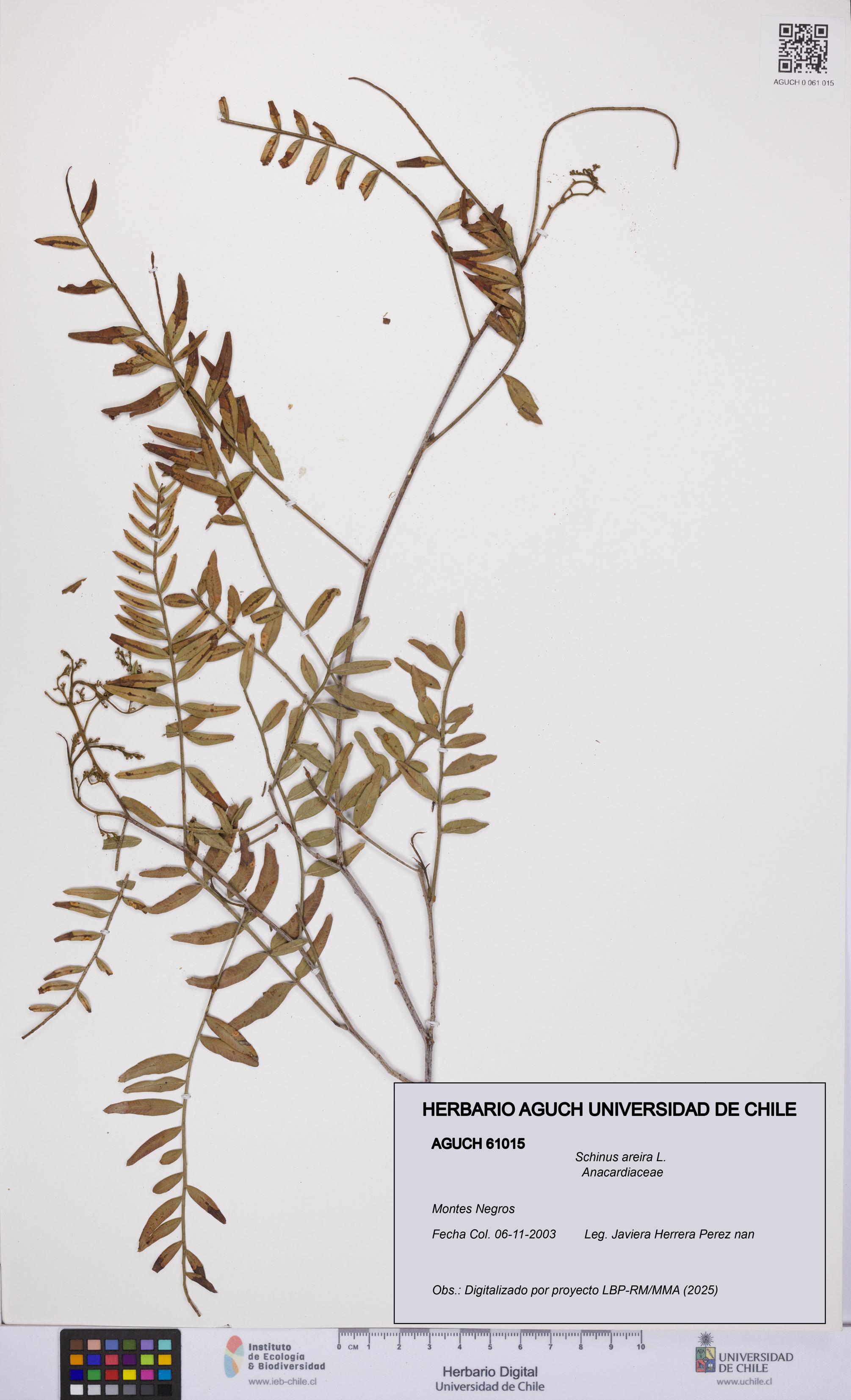 Schinus areira [Espécimen: UCH:AGUCH:0061015]