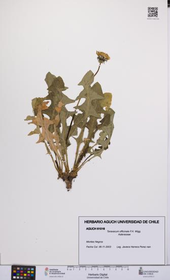 Taraxacum officinale [Espécimen: UCH:AGUCH:0061016]