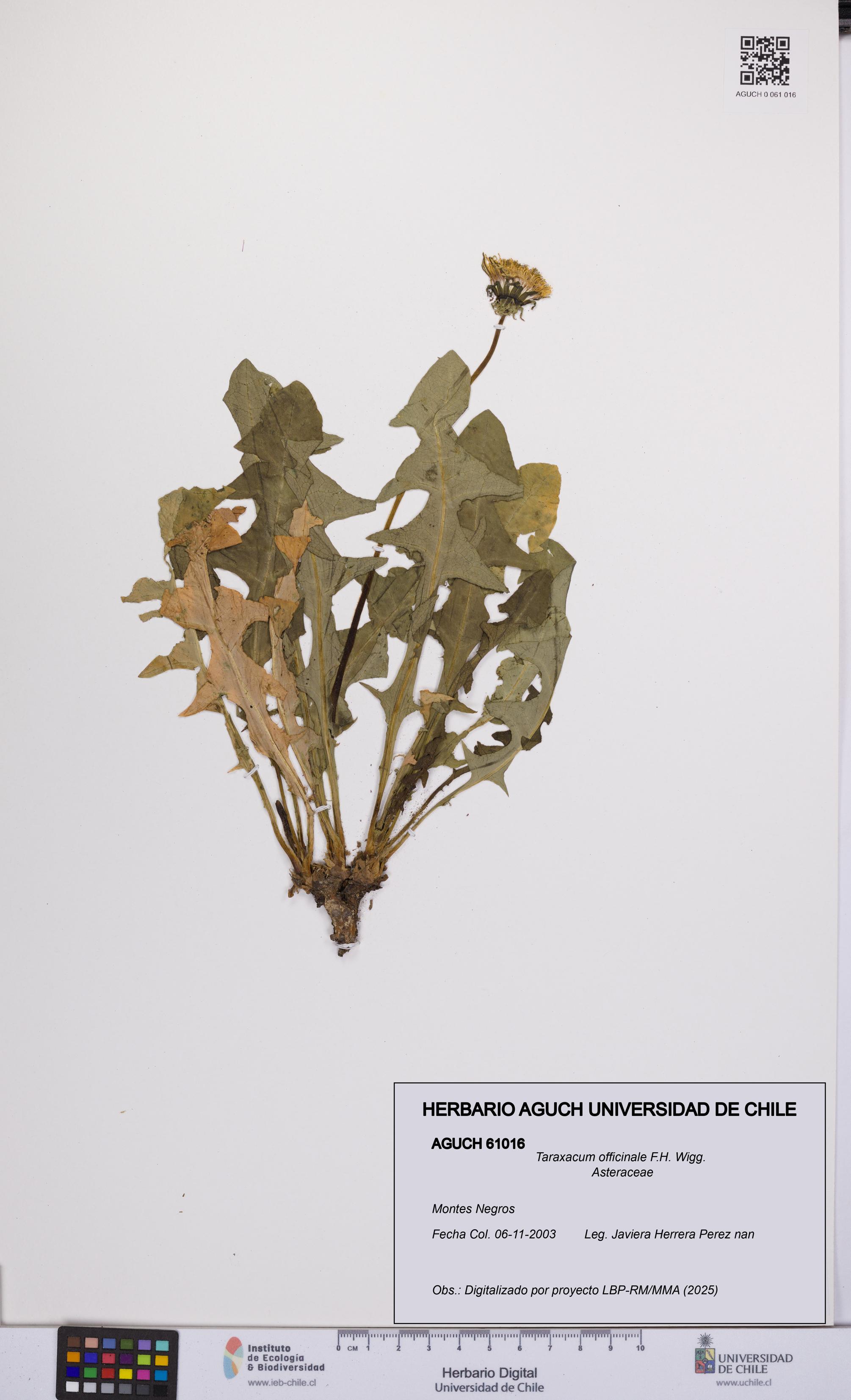 Taraxacum officinale [Espécimen: UCH:AGUCH:0061016]