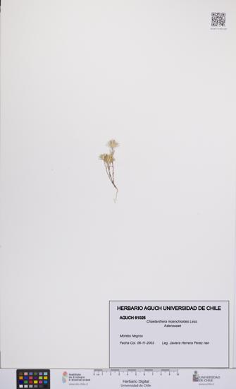 Chaetanthera moenchioides [Espécimen: UCH:AGUCH:0061025]