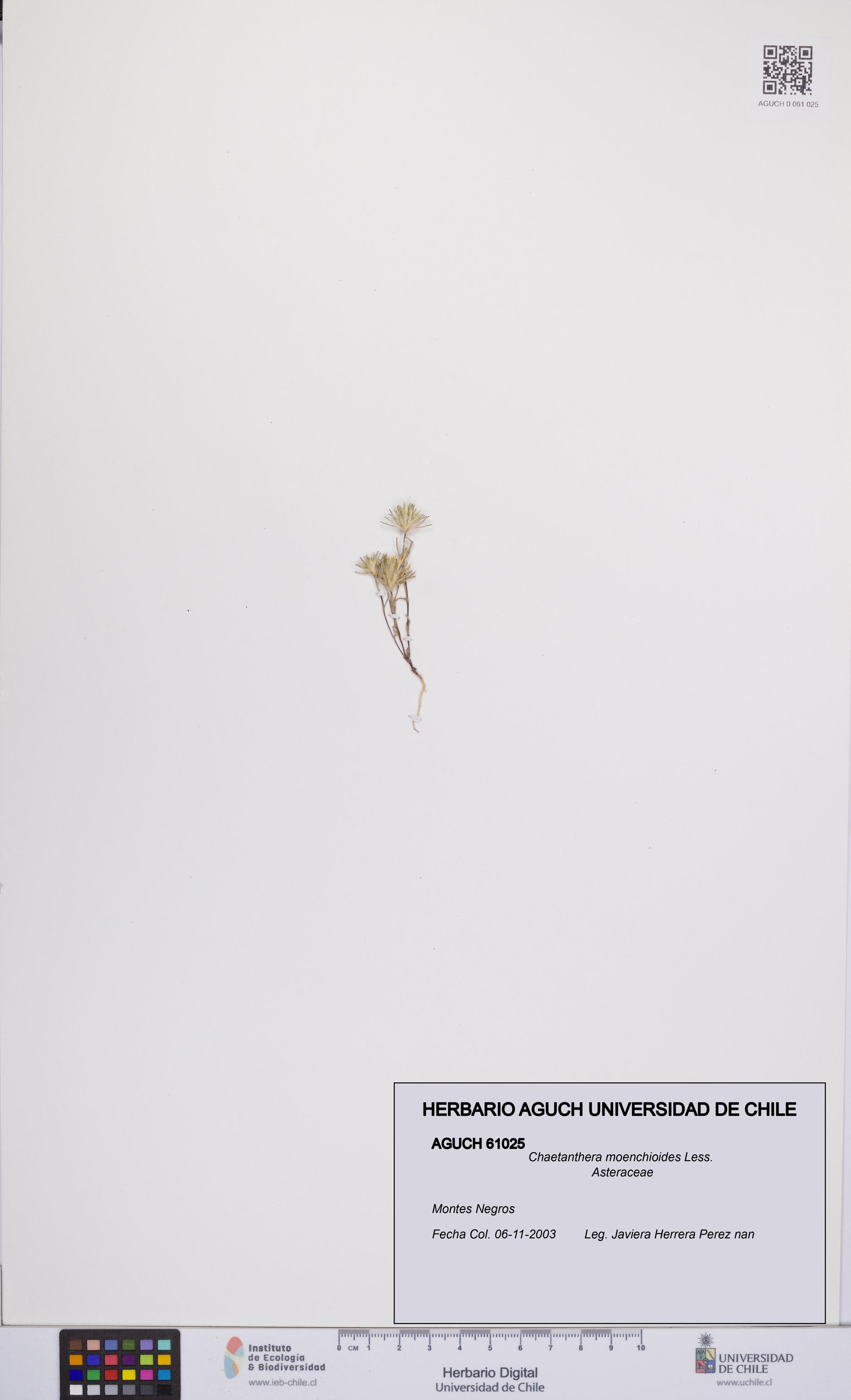 Chaetanthera moenchioides [Espécimen: UCH:AGUCH:0061025]