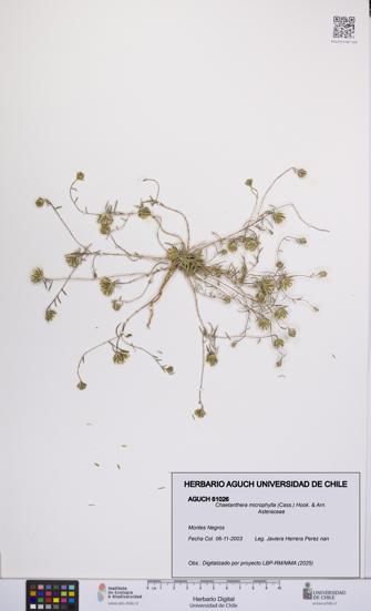 Chaetanthera microphylla [Espécimen: UCH:AGUCH:0061026]