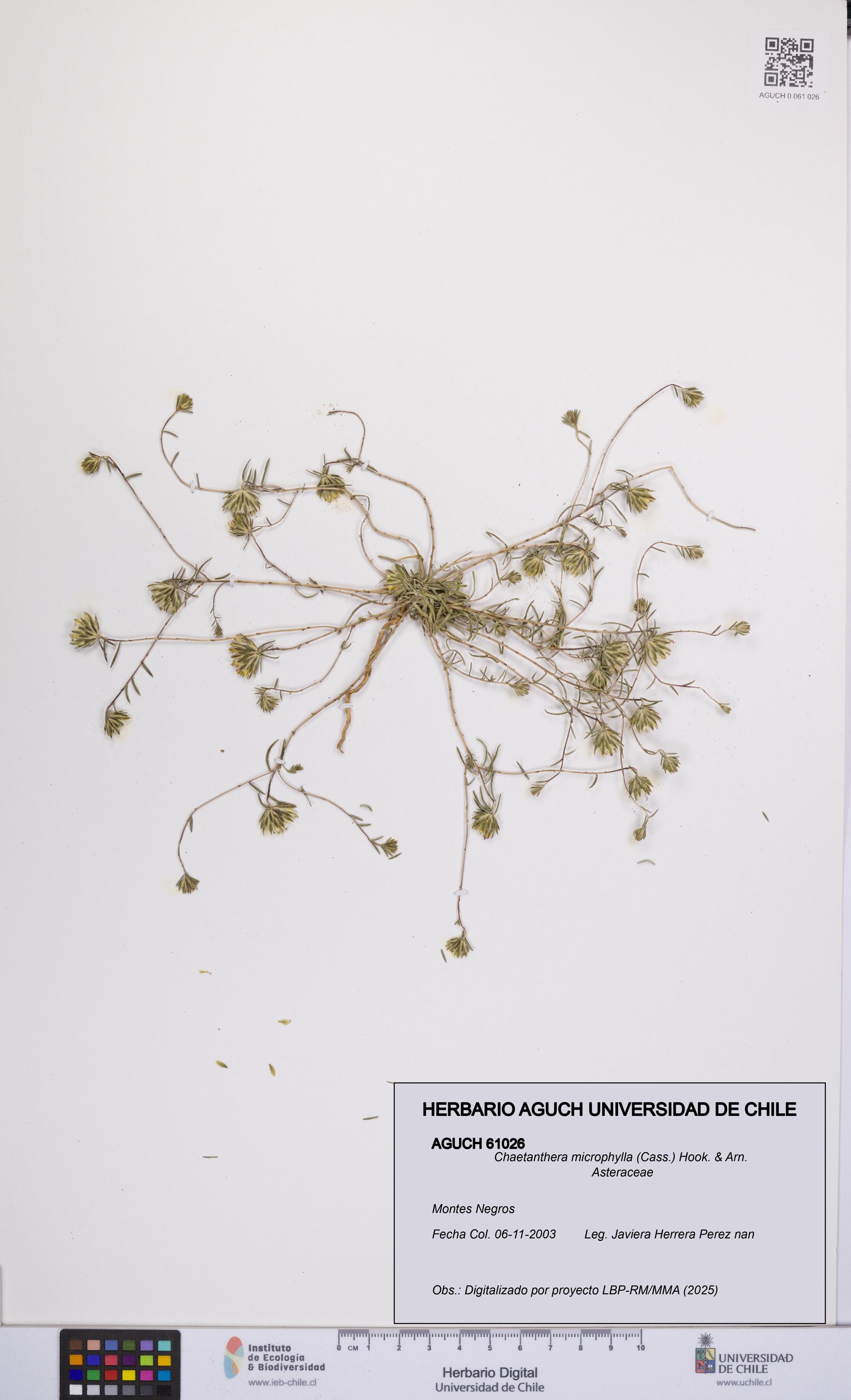 Chaetanthera microphylla [Espécimen: UCH:AGUCH:0061026]