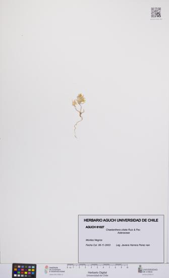 Chaetanthera ciliata [Espécimen: UCH:AGUCH:0061027]