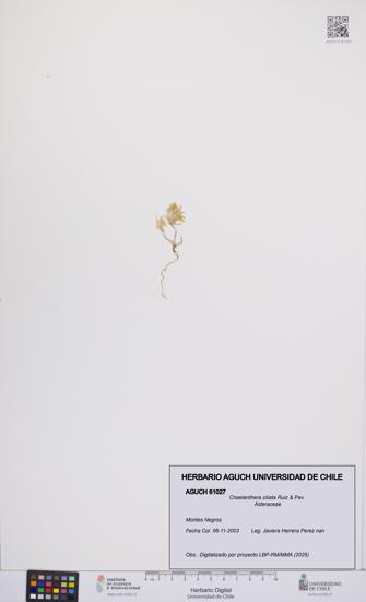 Chaetanthera ciliata [Espécimen: UCH:AGUCH:0061027]