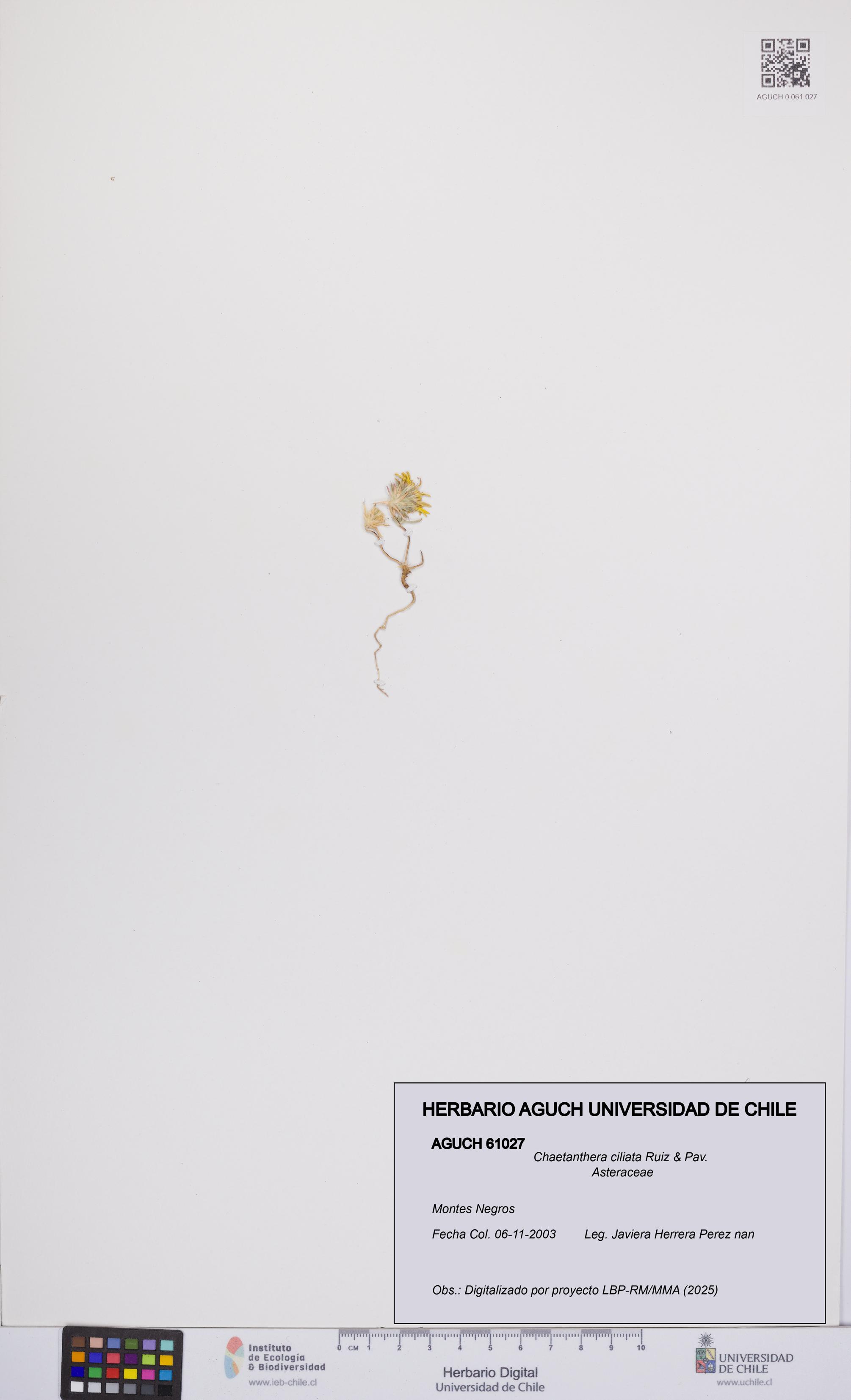 Chaetanthera ciliata [Espécimen: UCH:AGUCH:0061027]