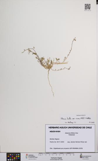 Adesmia filifolia [Espécimen: UCH:AGUCH:0061031]