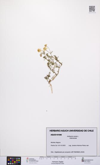 Anthemis cotula [Espécimen: UCH:AGUCH:0061040]