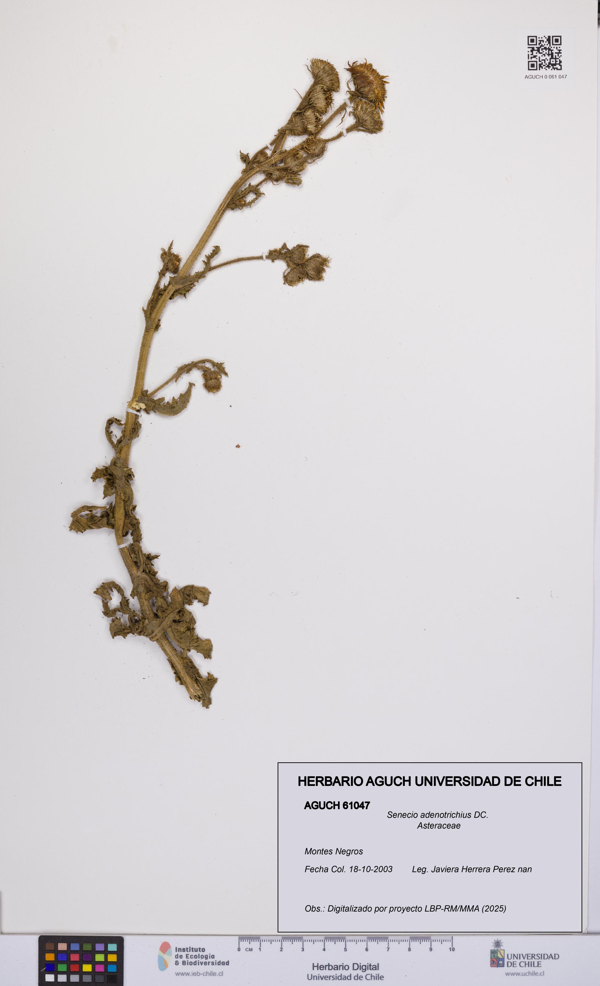 Senecio adenotrichius [Espécimen: UCH:AGUCH:0061047]