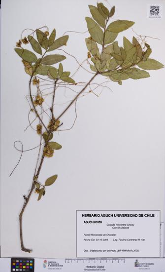 Cuscuta micrantha [Espécimen: UCH:AGUCH:0061053]