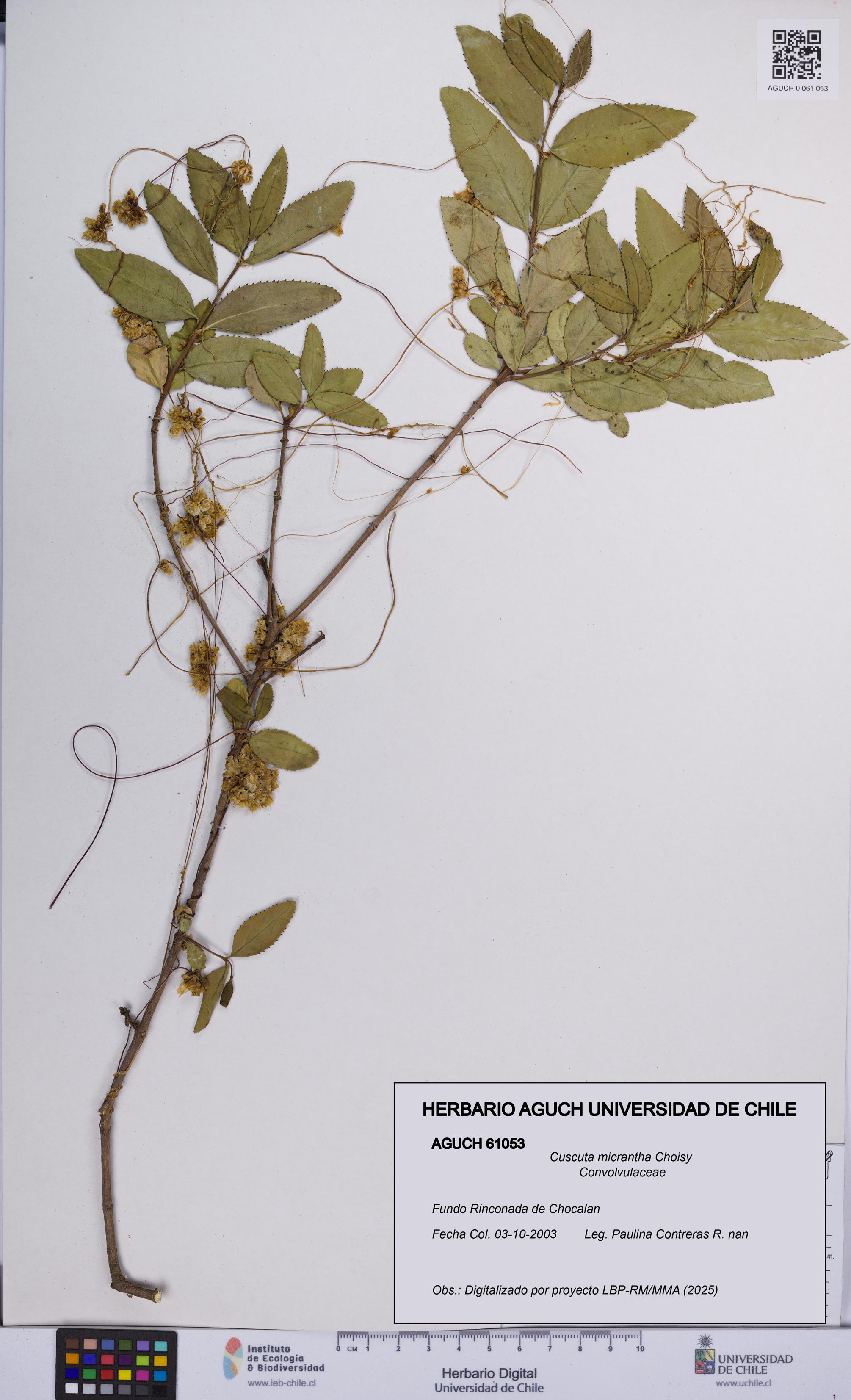 Cuscuta micrantha [Espécimen: UCH:AGUCH:0061053]