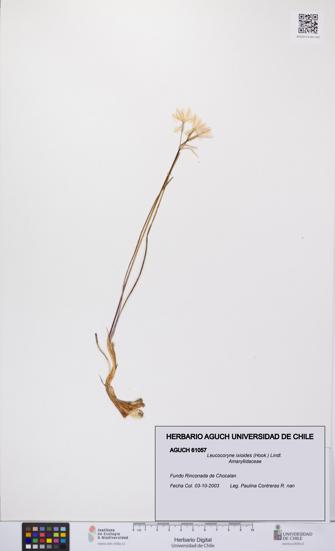 Leucocoryne ixioides [Espécimen: UCH:AGUCH:0061057]