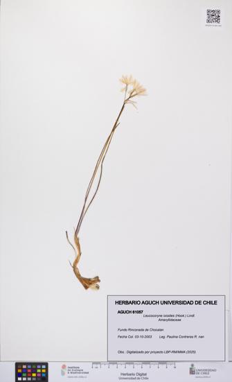 Leucocoryne ixioides [Espécimen: UCH:AGUCH:0061057]