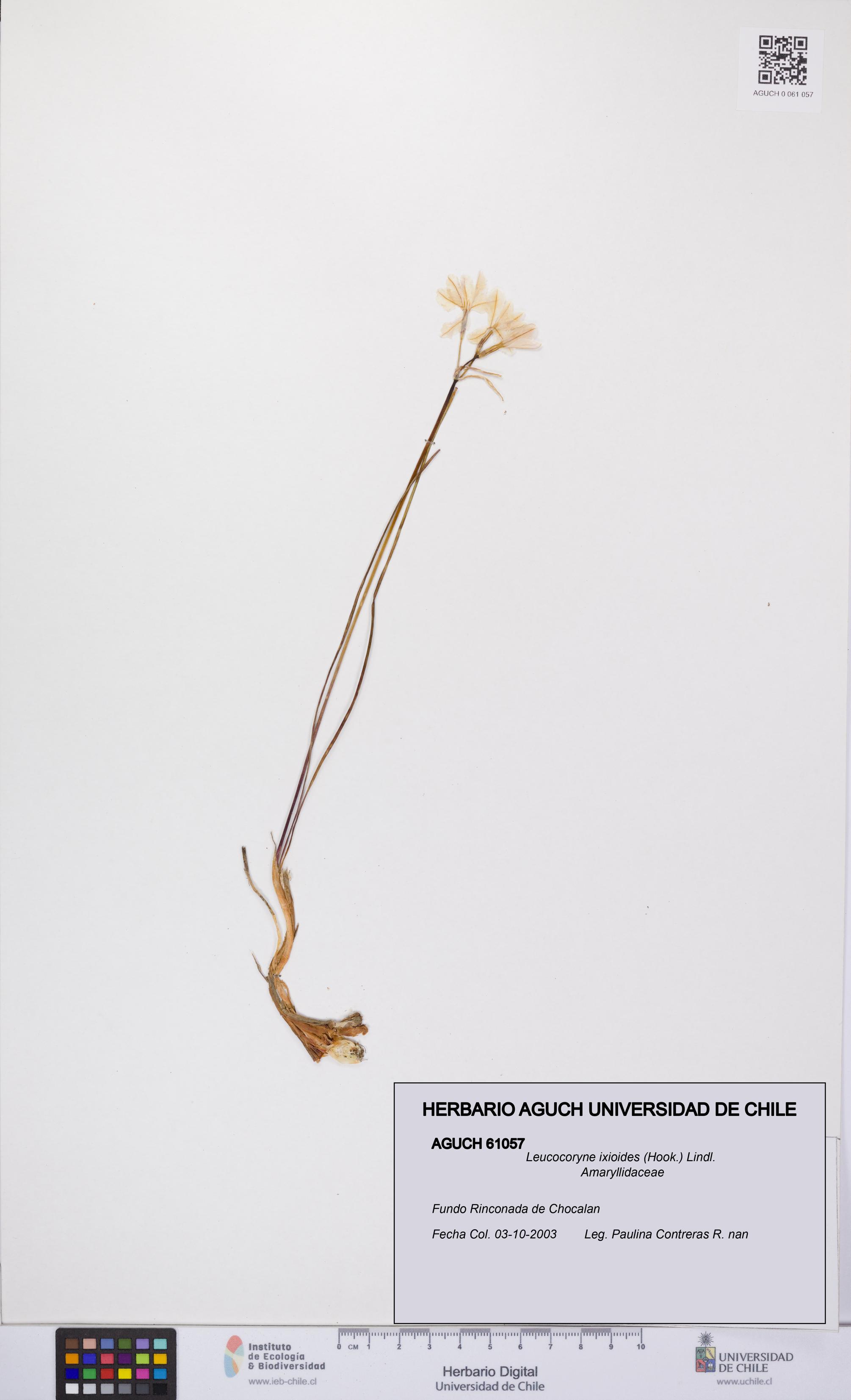 Leucocoryne ixioides [Espécimen: UCH:AGUCH:0061057]