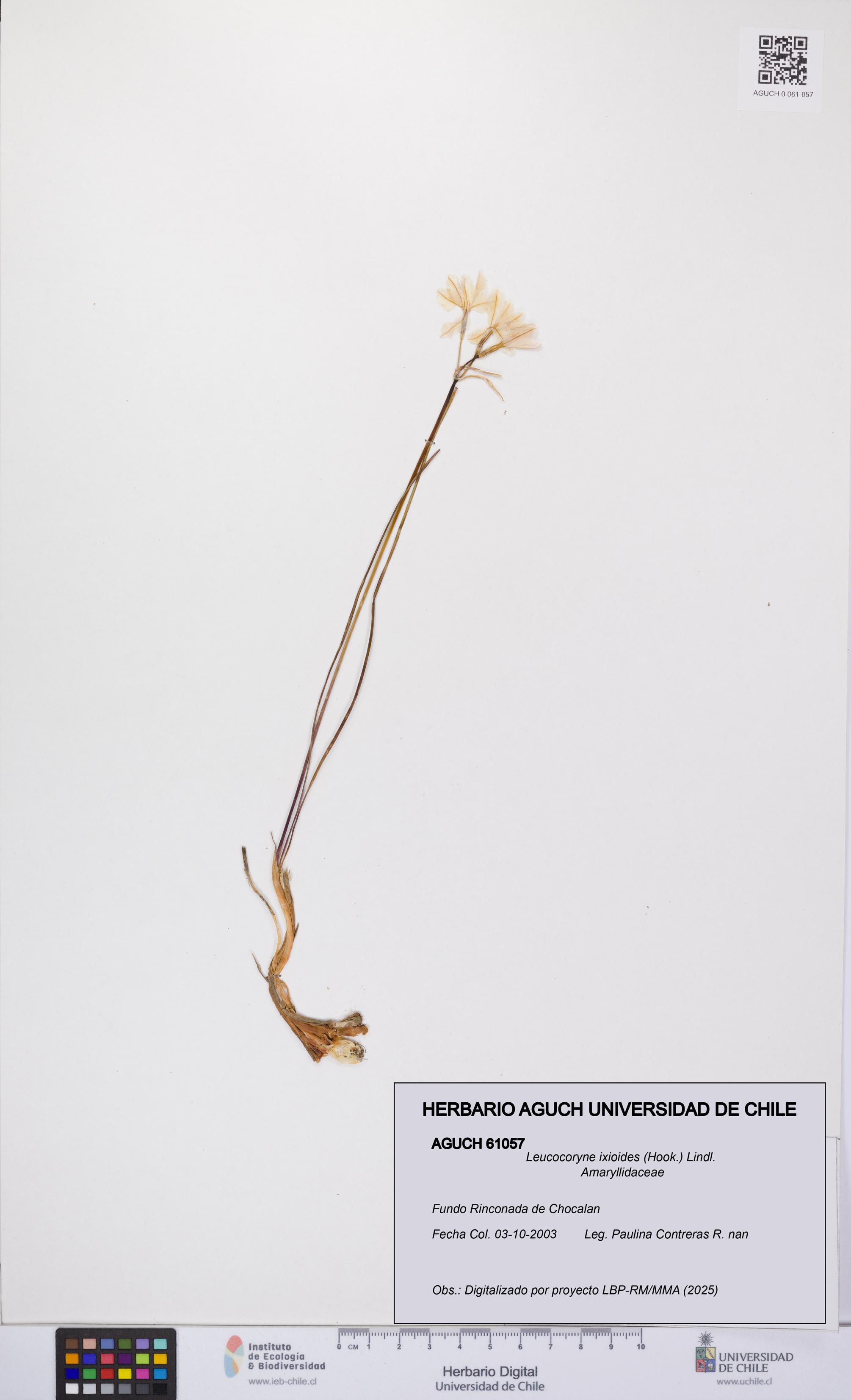 Leucocoryne ixioides [Espécimen: UCH:AGUCH:0061057]