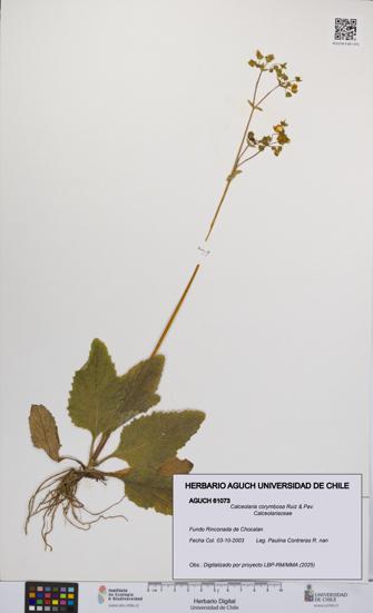 Calceolaria corymbosa [Espécimen: UCH:AGUCH:0061073]