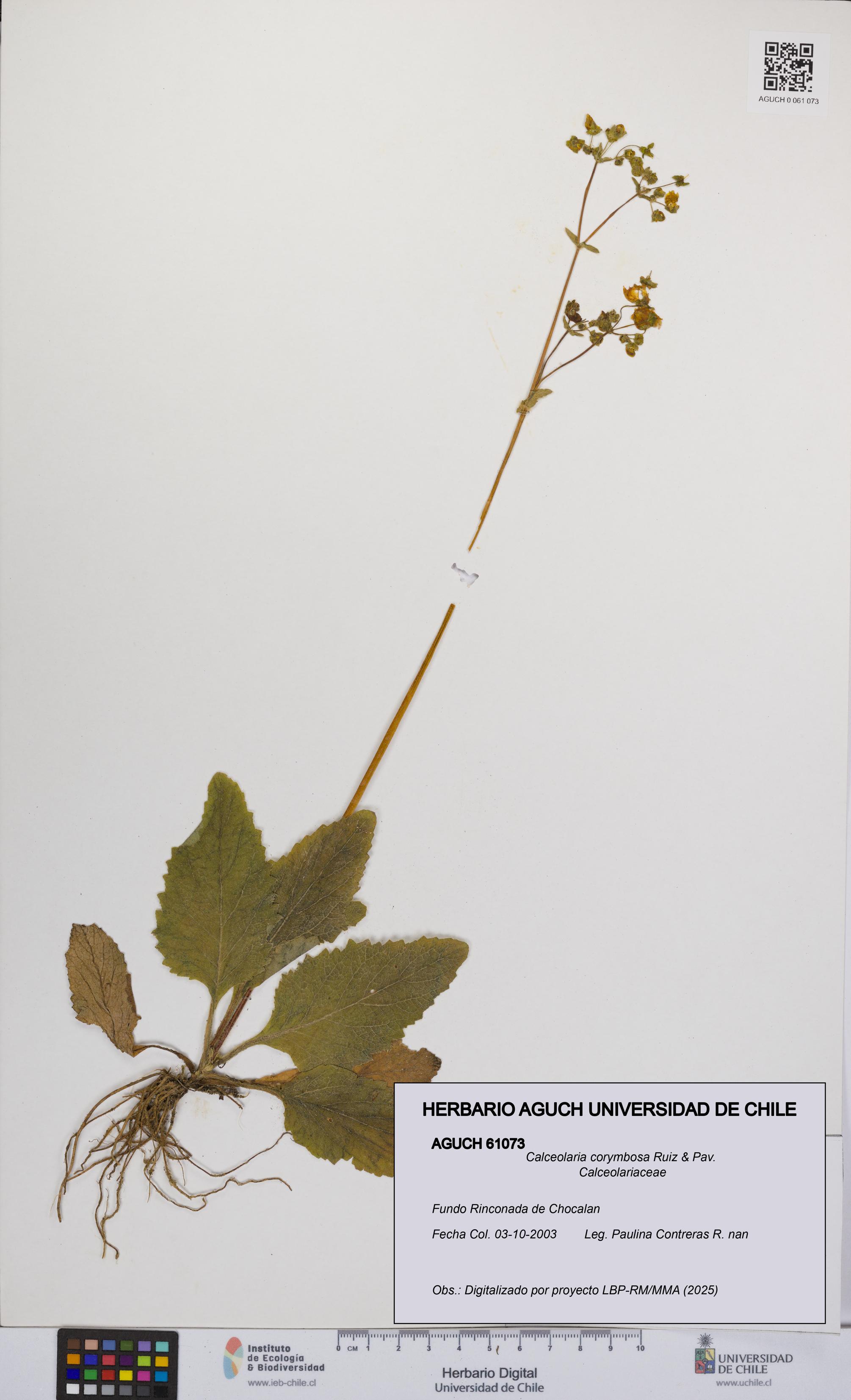 Calceolaria corymbosa [Espécimen: UCH:AGUCH:0061073]