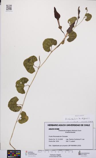 Aristolochia bridgesii [Espécimen: UCH:AGUCH:0061095]