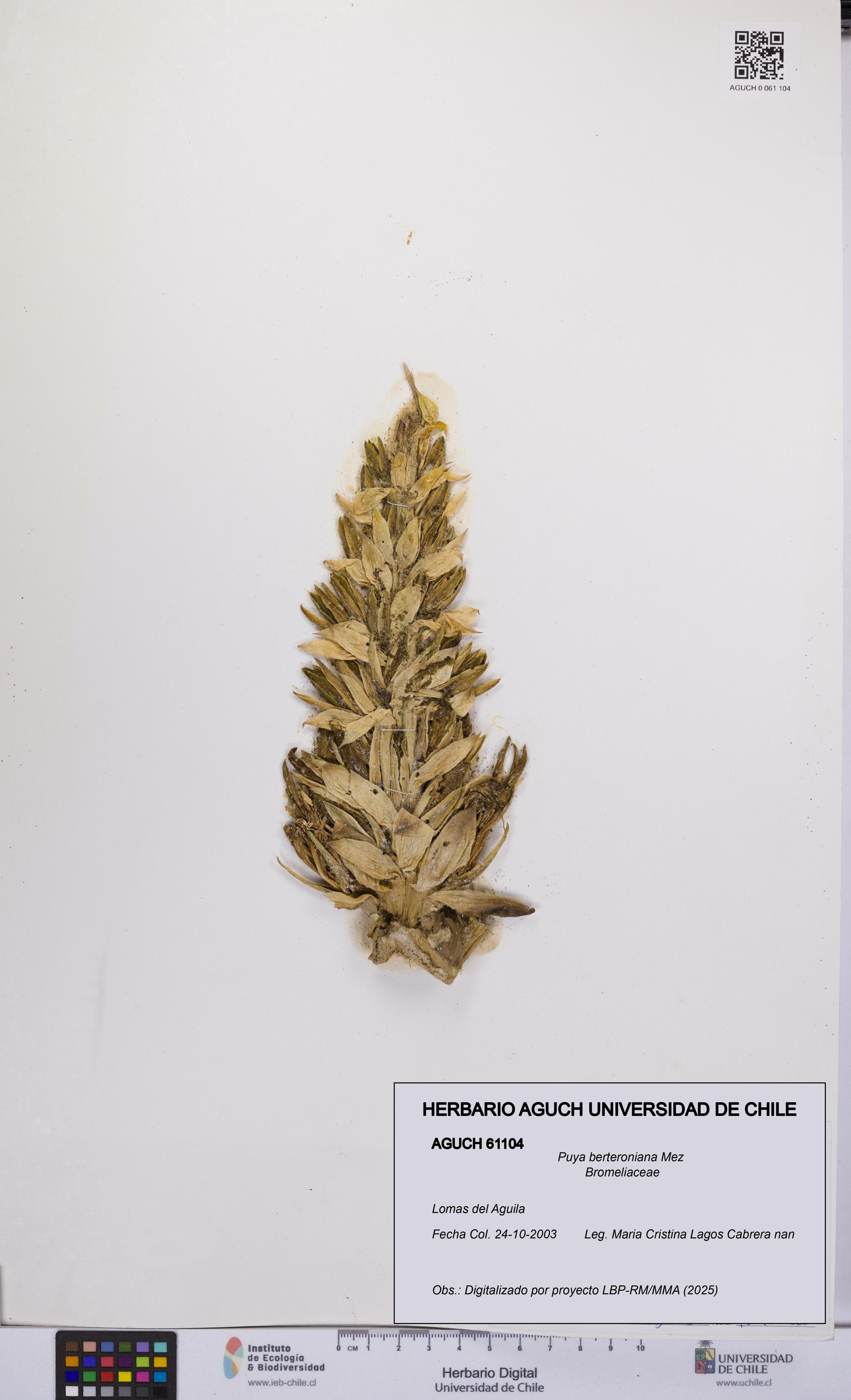 Puya berteroniana [Espécimen: UCH:AGUCH:0061104]