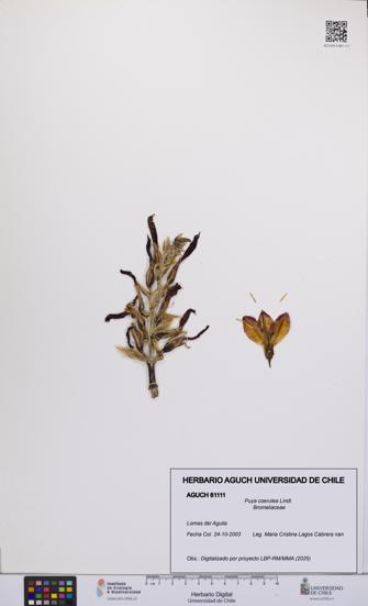 Puya coerulea [Espécimen: UCH:AGUCH:0061111]