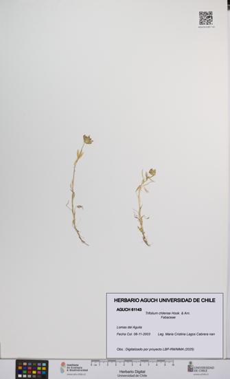 Trifolium chilense [Espécimen: UCH:AGUCH:0061143]