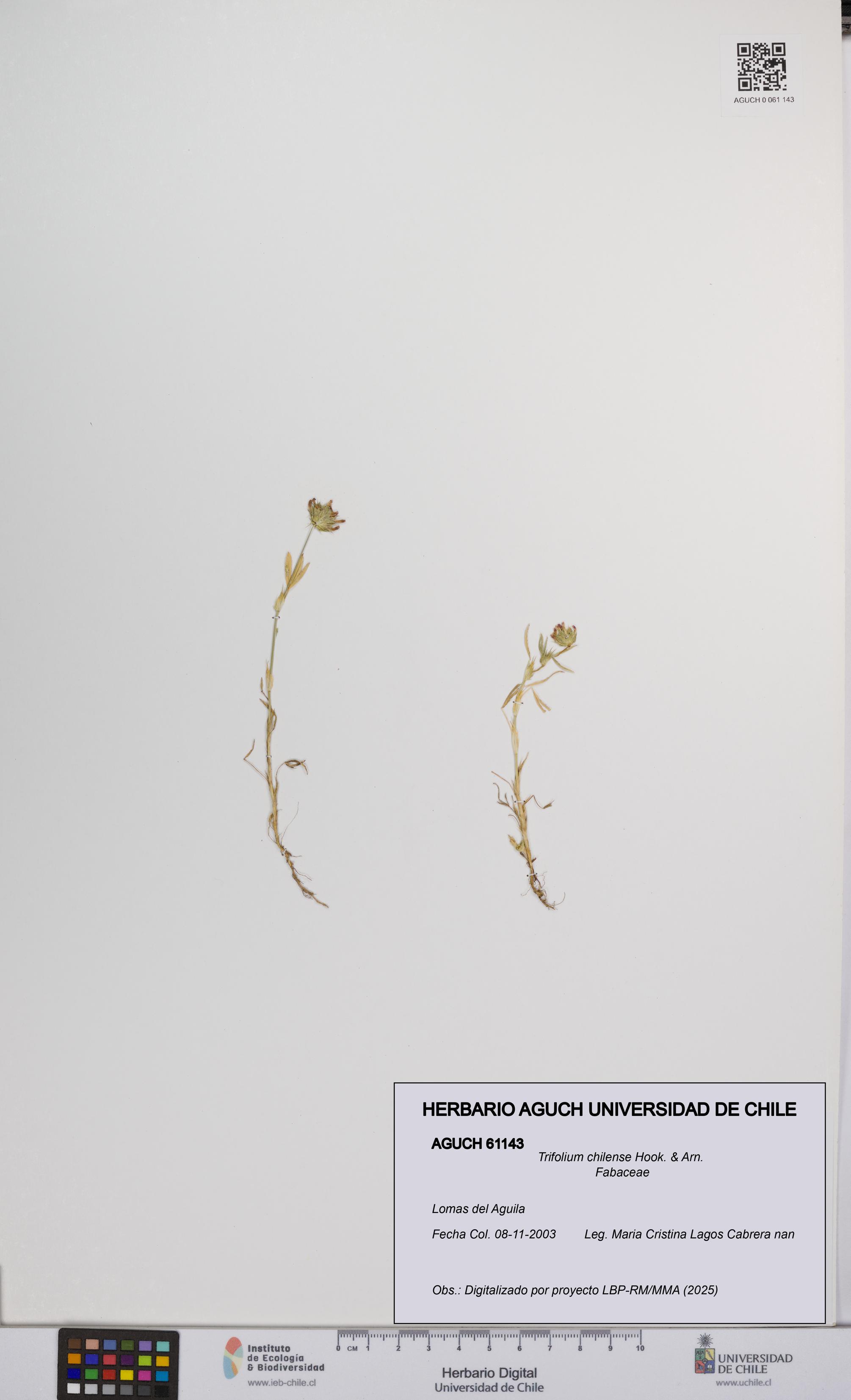 Trifolium chilense [Espécimen: UCH:AGUCH:0061143]