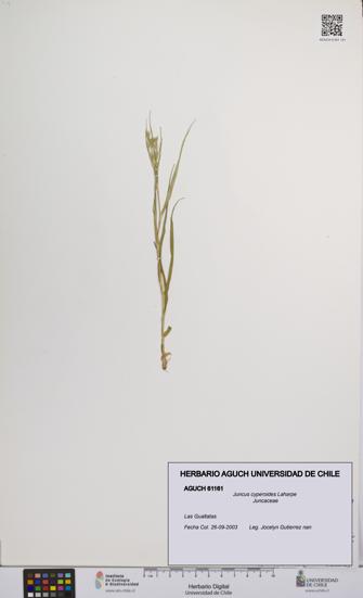 Juncus cyperoides [Espécimen: UCH:AGUCH:0061161]