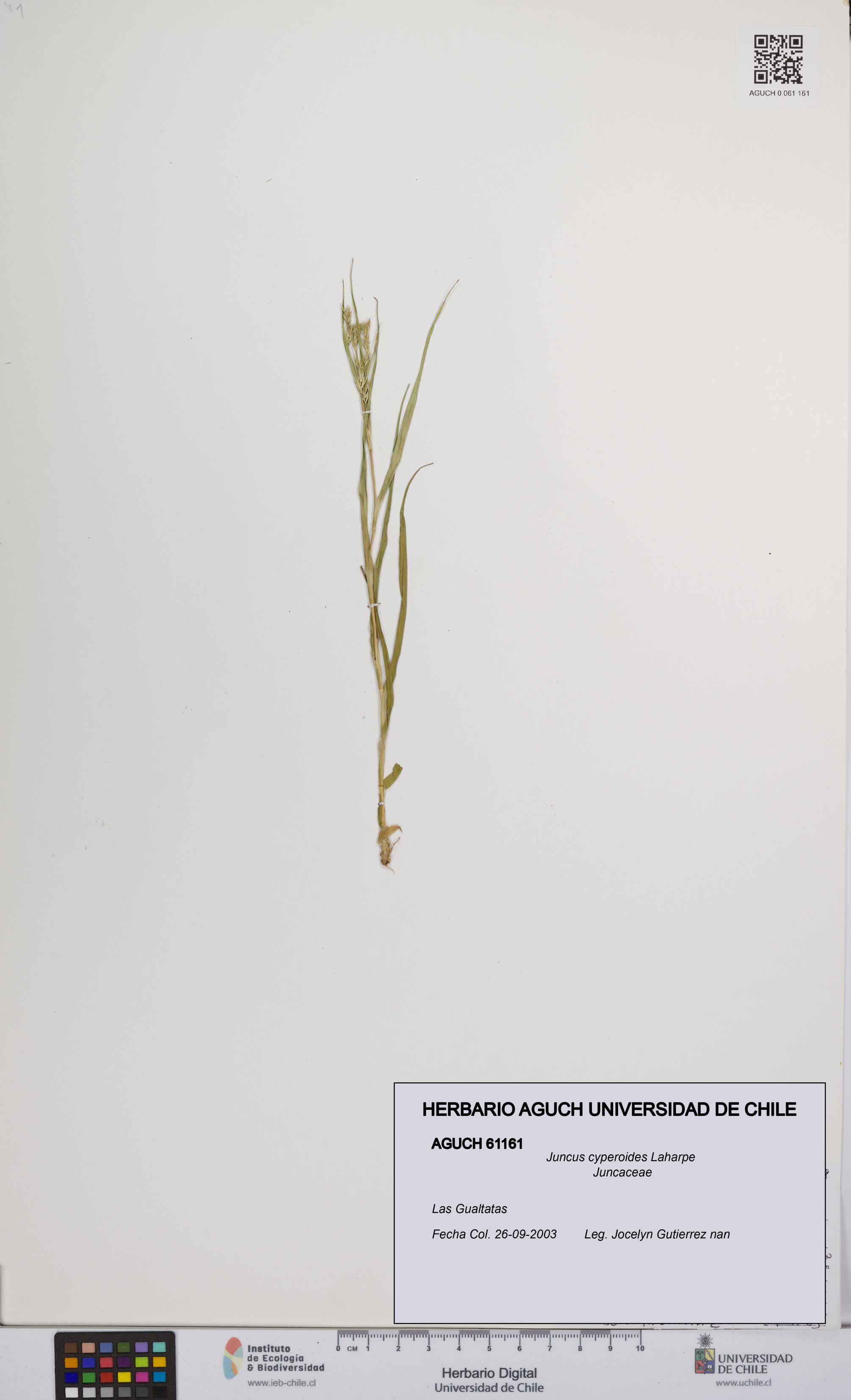 Juncus cyperoides [Espécimen: UCH:AGUCH:0061161]