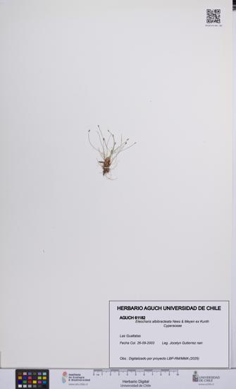 Eleocharis albibracteata [Espécimen: UCH:AGUCH:0061182]