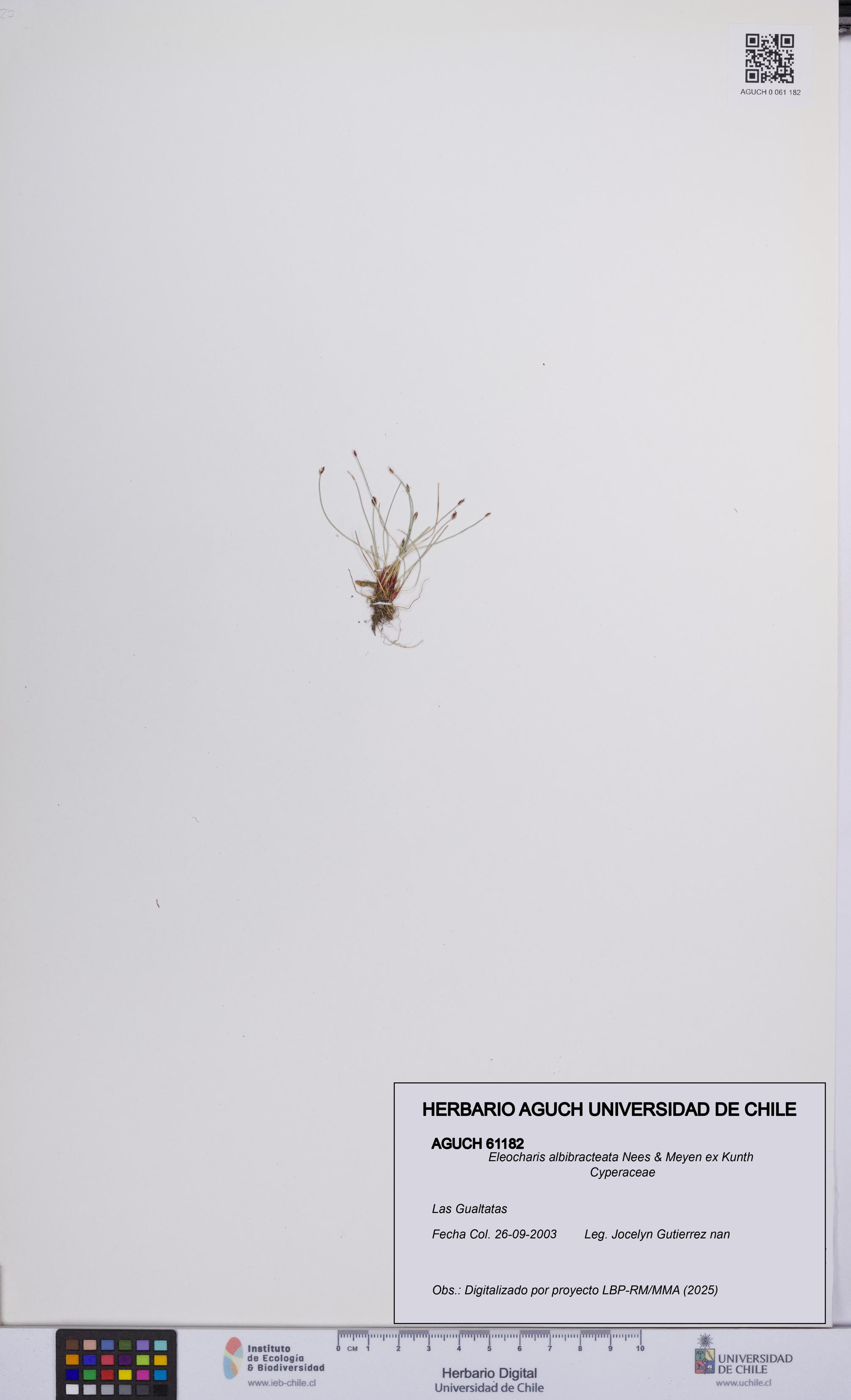 Eleocharis albibracteata [Espécimen: UCH:AGUCH:0061182]
