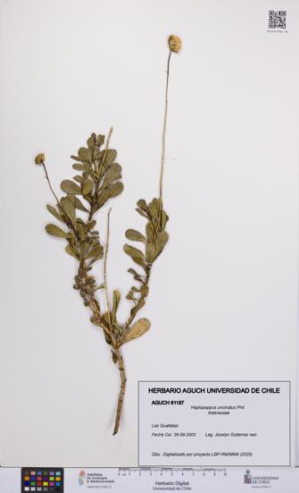 Haplopappus uncinatus [Espécimen: UCH:AGUCH:0061187]
