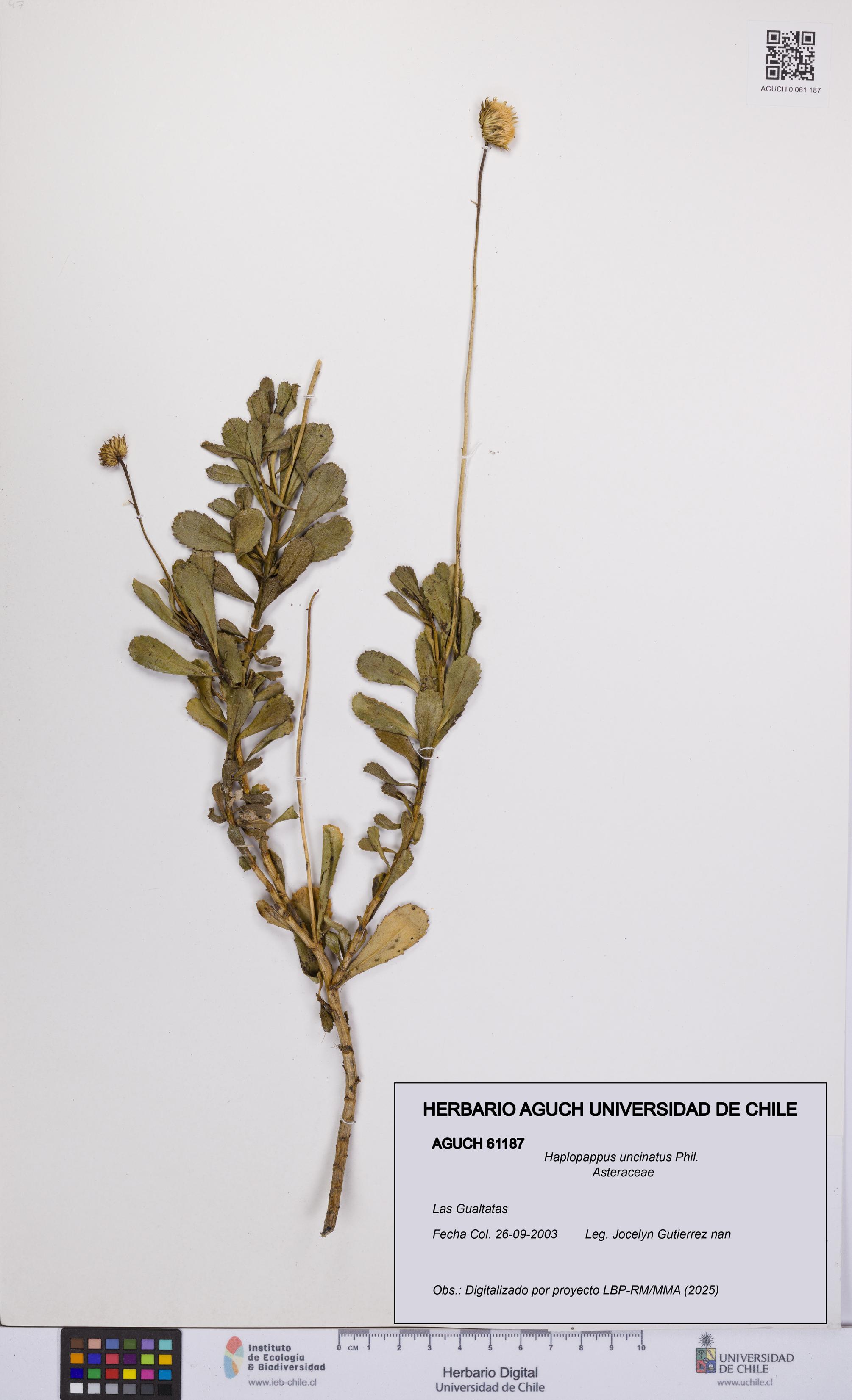 Haplopappus uncinatus [Espécimen: UCH:AGUCH:0061187]