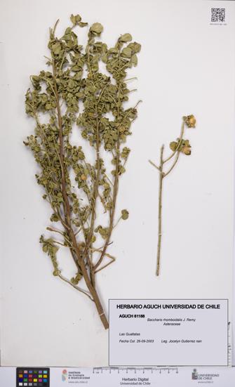 Baccharis rhomboidalis [Espécimen: UCH:AGUCH:0061188]