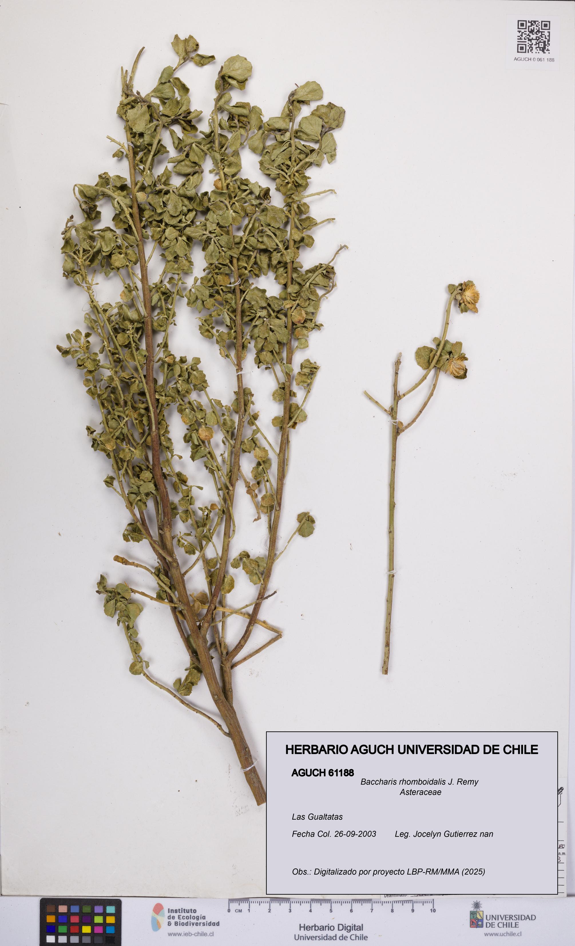 Baccharis rhomboidalis [Espécimen: UCH:AGUCH:0061188]