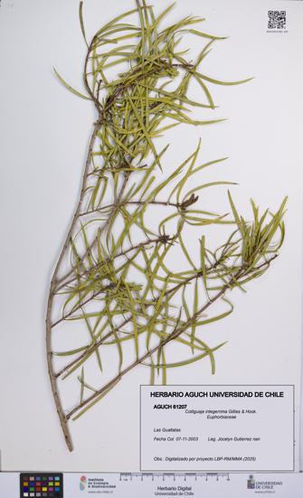 Colliguaja integerrima [Espécimen: UCH:AGUCH:0061207]