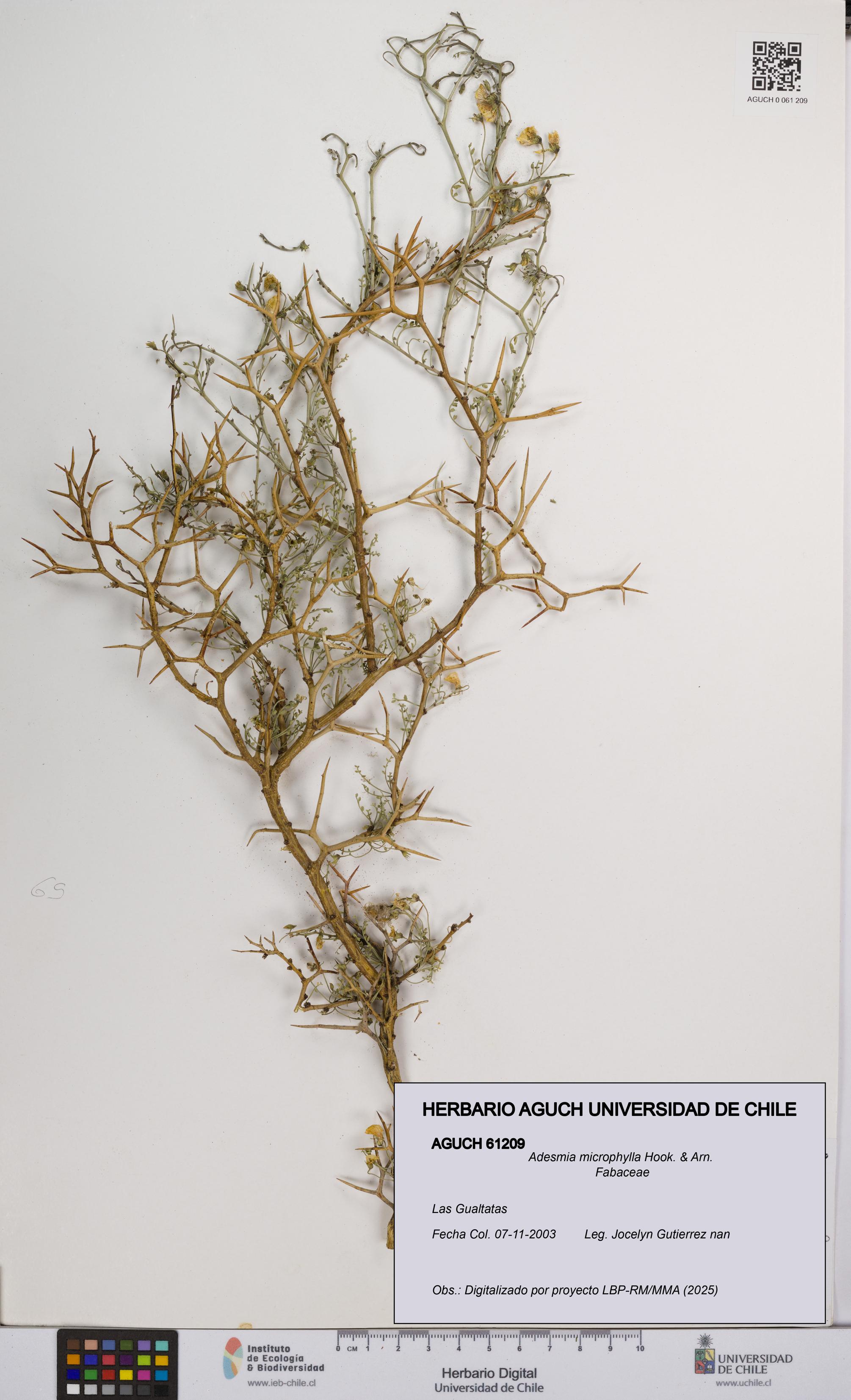 Adesmia microphylla [Espécimen: UCH:AGUCH:0061209]