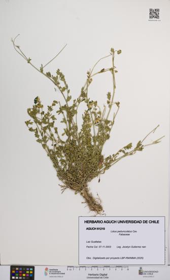 Lotus pedunculatus [Espécimen: UCH:AGUCH:0061210]