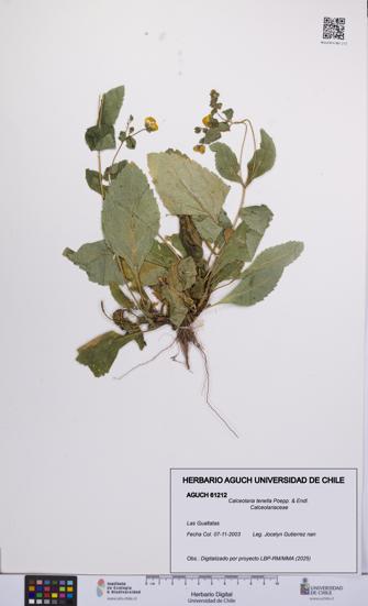 Calceolaria tenella [Espécimen: UCH:AGUCH:0061212]