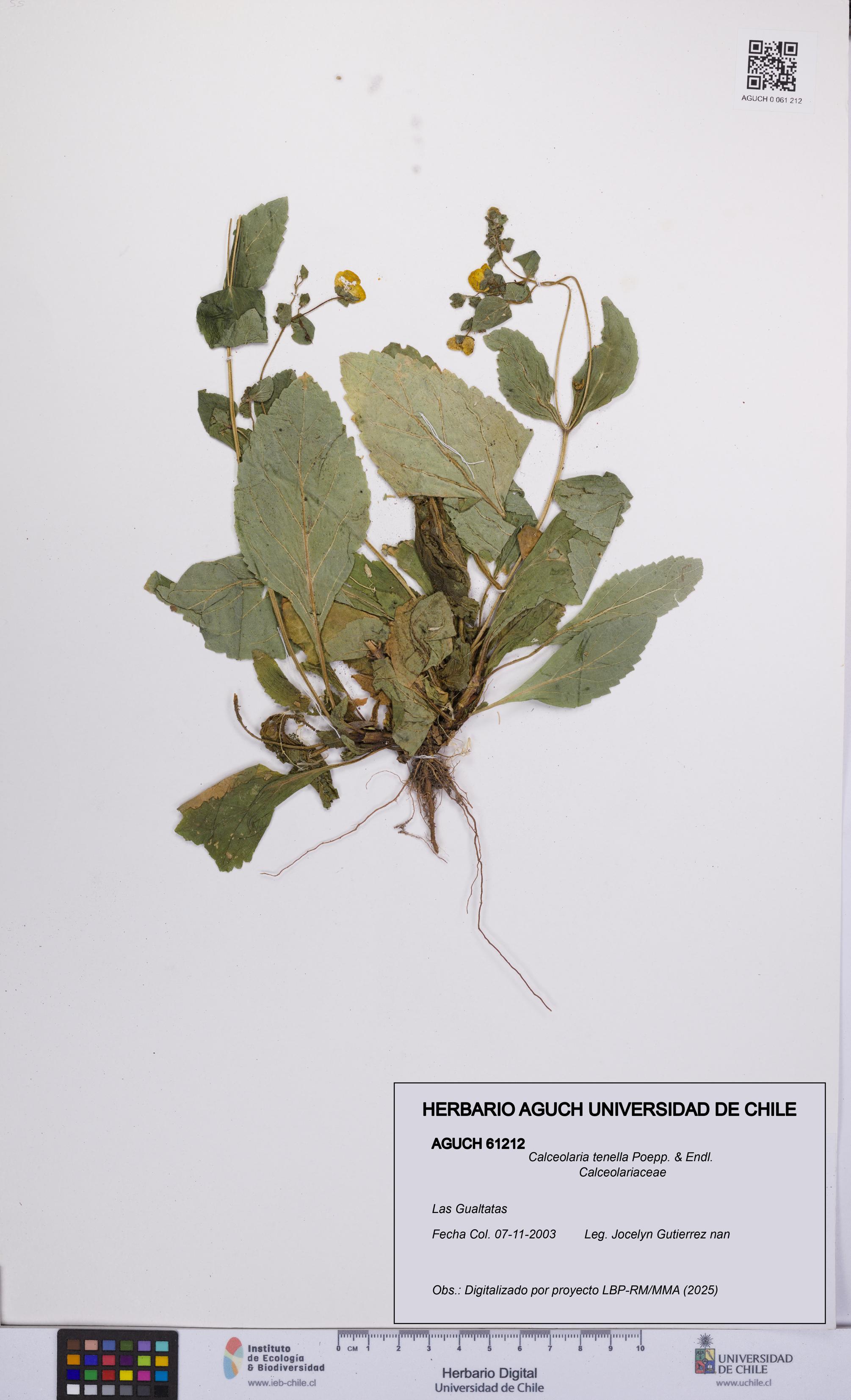 Calceolaria tenella [Espécimen: UCH:AGUCH:0061212]