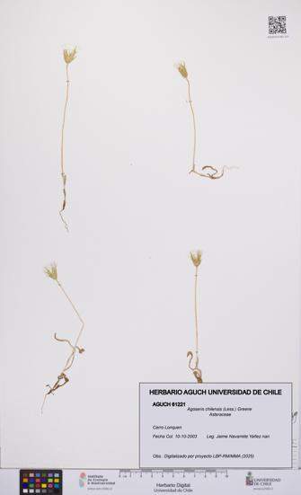 Agoseris chilensis [Espécimen: UCH:AGUCH:0061221]