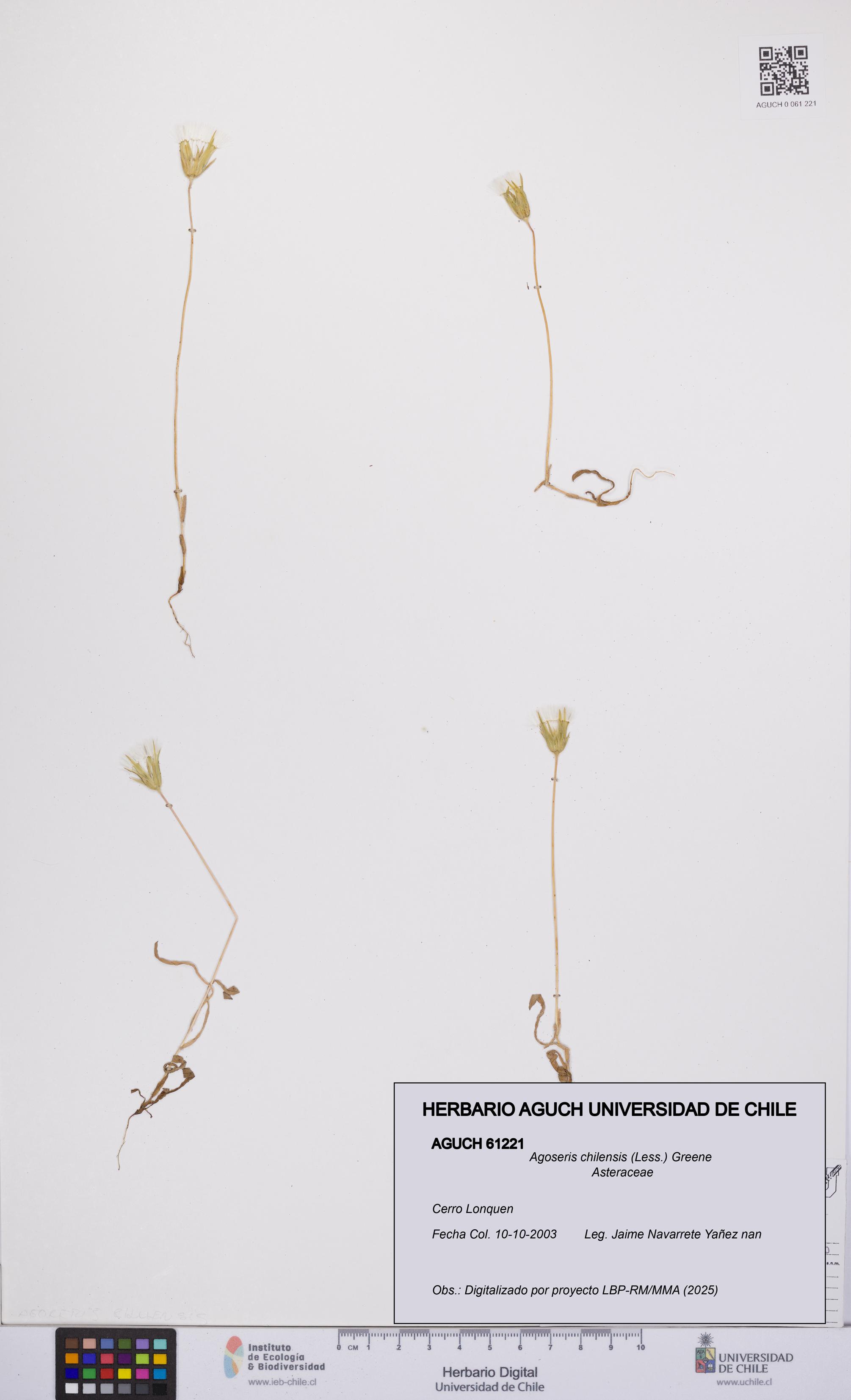 Agoseris chilensis [Espécimen: UCH:AGUCH:0061221]