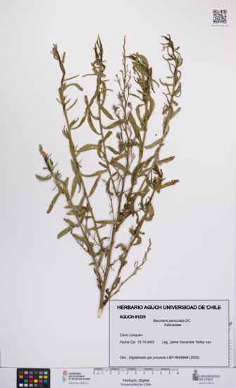 Baccharis paniculata [Espécimen: UCH:AGUCH:0061223]