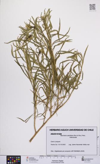Baccharis salicifolia [Espécimen: UCH:AGUCH:0061224]