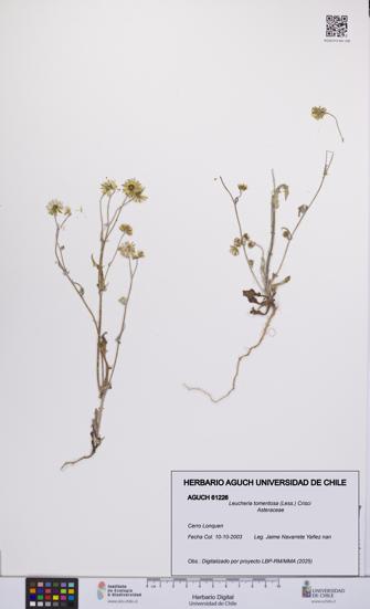 Leucheria tomentosa [Espécimen: UCH:AGUCH:0061226]
