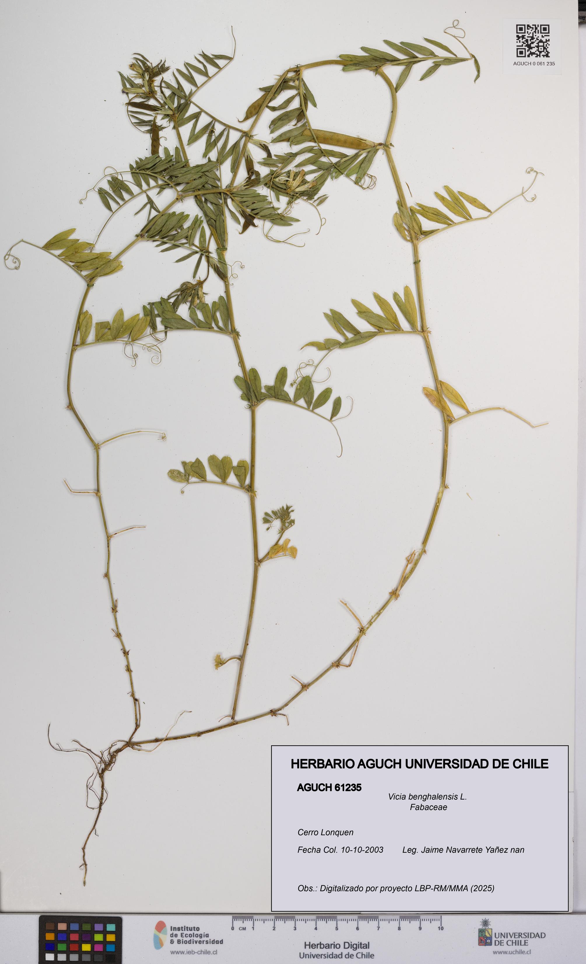 Vicia benghalensis [Espécimen: UCH:AGUCH:0061235]