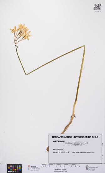 Leucocoryne ixioides [Espécimen: UCH:AGUCH:0061237]