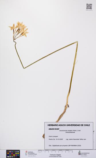 Leucocoryne ixioides [Espécimen: UCH:AGUCH:0061237]